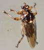 Hippobosca equina